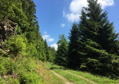 Bodensee und Schwarzwald 2015