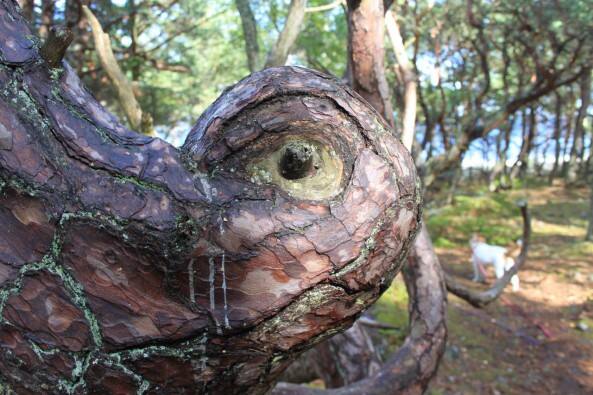 Was die Natur nicht alles macht