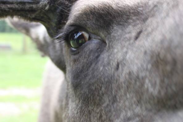 Close up