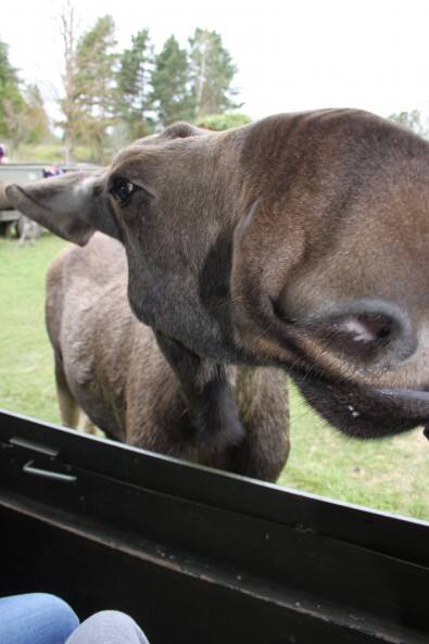 Nase